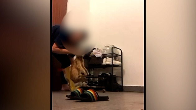 Strčila ji do igelitky, mlátila a bodala. Žena z TikToku řekla, proč utýrala kočku