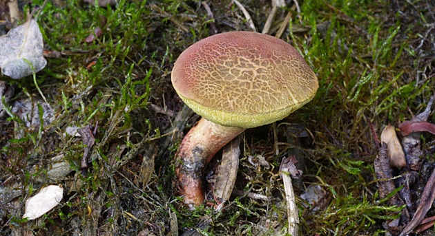 Vzácné druhy hub ochranáři objevili v lokalitě bývalé cihelny na Kutnohorsku