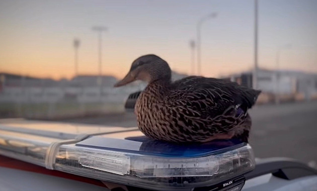 VIDEO: Majáky jako magnet. Urputná kachna nechtěla opustit auto strážníků