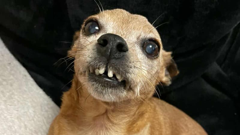 Záchrana starého psa z množírny: Jahůdčin život začal až v azylu