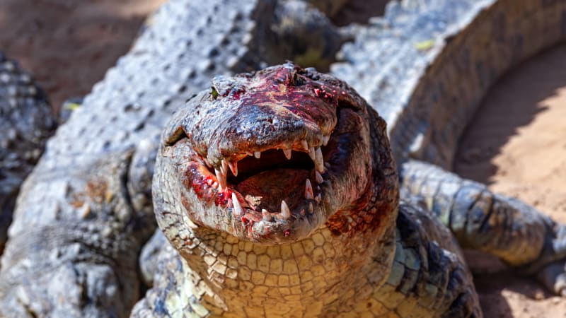 Krokodýlí útok v Indonésii: Ženu zvíře roztrhalo na kusy, obyvatelé z plaza ostatky vyřízli