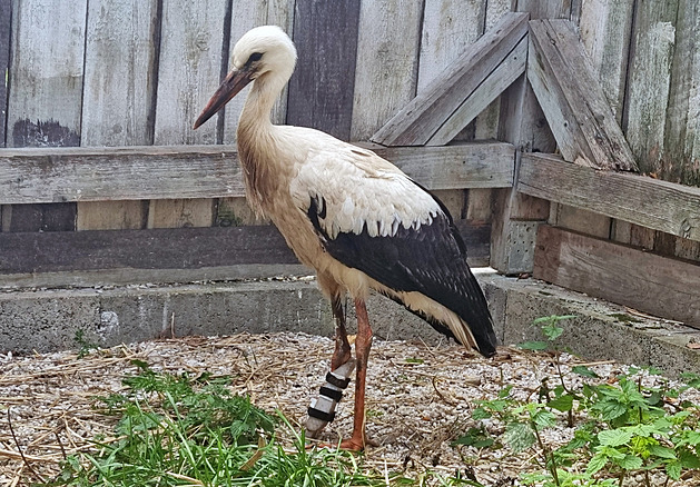 Hendikepovaný čáp se dočká lepšího domova, lidé se složili na novou voliéru