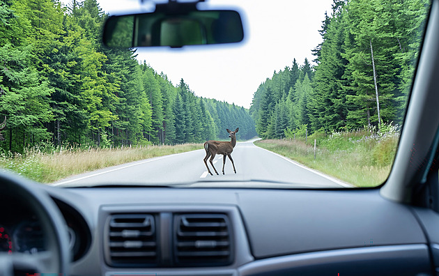 Vyhozené miliony? Odpuzovače zvěře kolem silnic nefungují, ukázala studie