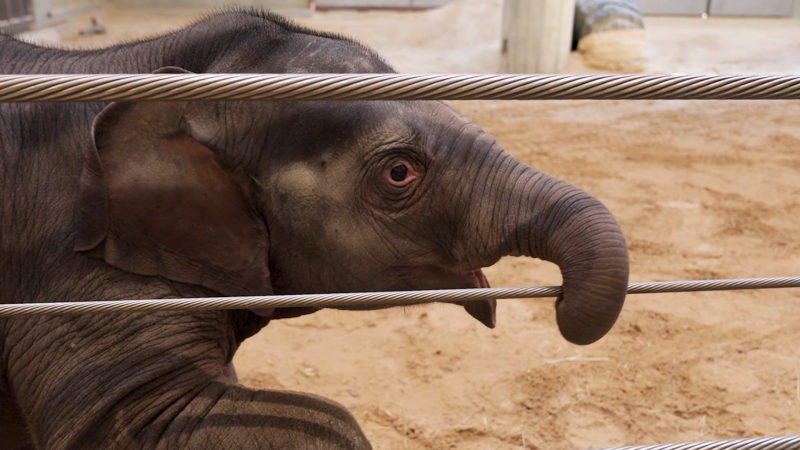 Zázračné slůně Linh Mai opustila matka, vychovává ji „teta“. Zoo doufá, že získá fanoušky