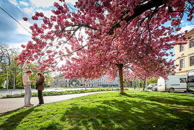 Pro polibek pod rozkvetlou třešní bude letos jistější vyrazit do kopců