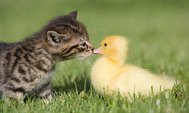 Podívejte se na nejroztomilejší dubnová mláďata, vyhrála psí či kočičí krmivo