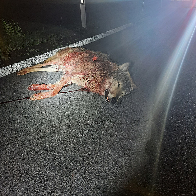 Vlčí samec nepřežil srážku s autem na Chrudimsku, mrtvé zvíře vystaví v muzeu