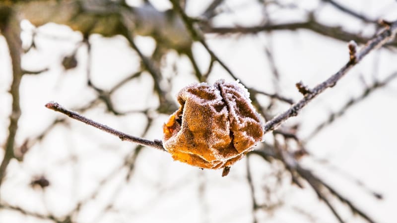 V českých a moravských sadech zmrzla úroda za miliardu. Slabá bude především sklizeň jablek